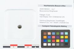 Foto (Objekt + Etikett) von Musa eocenica Ettingshausen (NHMW-GEO-2024-0188-9032)